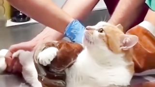 Funny cats mewoing
