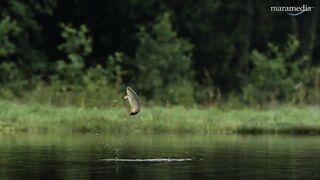 An osprey fishing in spectacular super slow motion | Highlands - Scotland's Wild Heart