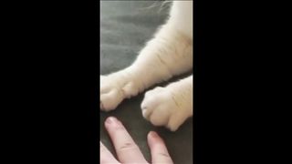 Funny animal videos 2023 - Funny cats_dogs - Funny animals Part71_Haypyy Pett.