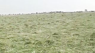 Rhodes grass video viral