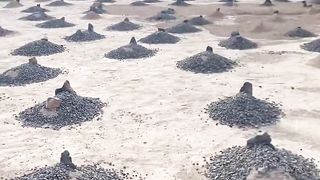 Janat ul baqai video viral
