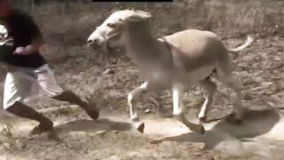 Donkey ???? race to young man