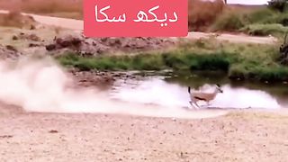 Lion in to shikar