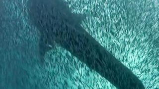 UNDERWATER SCENERY
