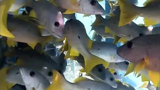 UNDERWATER SCENERY