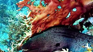 UNDERWATER SCENERY