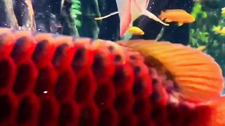 AROWANA FISH