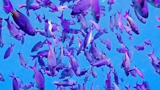 UNDERWATER SCENERY