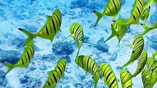 UNDERWATER SCENERY