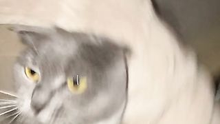 Котик