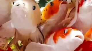 AQUARIUM KOI FISH