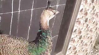 The beautiful peacock ll peacock
