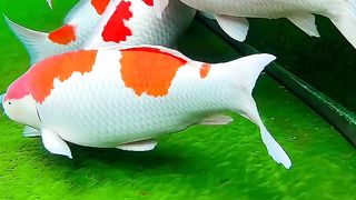 AQUARIUM KOI FISH
