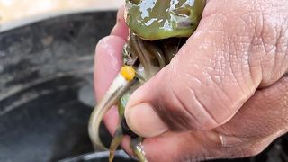 HOW AROWANA FISH PROTECT THEIR CHILDREN