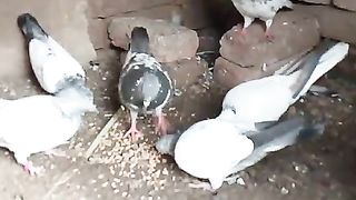 The pigeons of beautiful Color