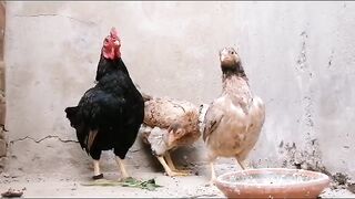 Me with the black hen