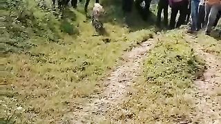 leopard