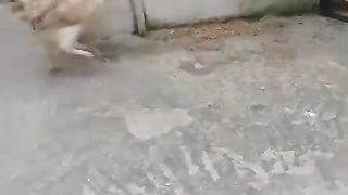 The rooster is trolling
