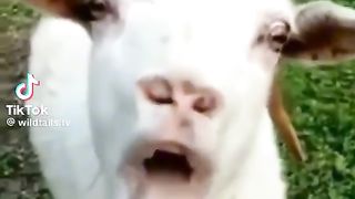 Cool videos with animals