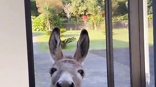 Cool videos with animals