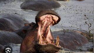 Dangerous hippo