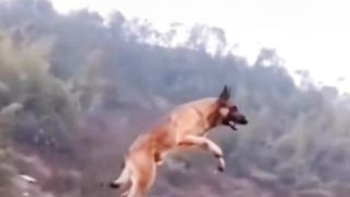 Wild police dog jumping over 20 feet river