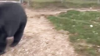 A small snack for the bears