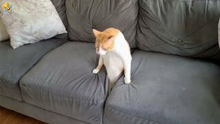 Funny cats and dogs and other animal videos