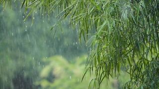 the waving of bamboo leaves during heavy rain