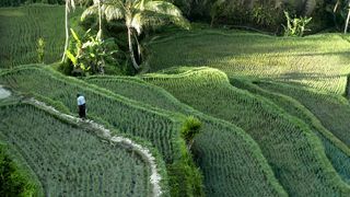 beautiful rice fields in the morning