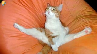 Funny cats and dogs and other animal videos
