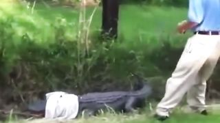 Grandpa Tries to Catch a Loose Crocodile
