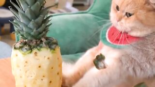 what the hell did i raise?#cat #pets #funny