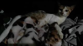 Cat kucing