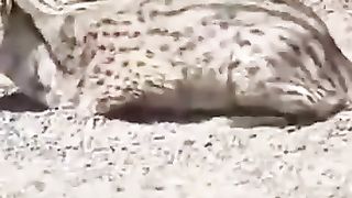 বন্যপ্রাণী