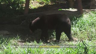 Facts About Grizzly Bears