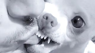 Small and not very kind dogs