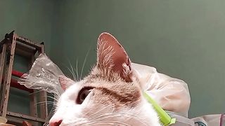 Nemo its my cat