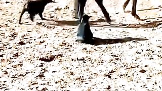 The horse kicked the dog, sad