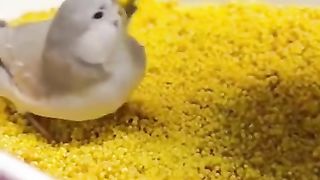 How to feed a finch correctly