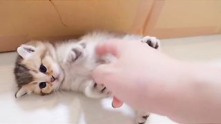 cute cat
