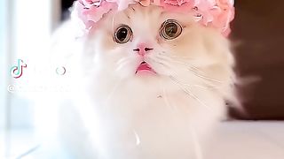 Beautiful Cato's and cute#