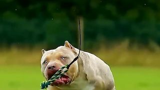 pitbull