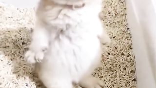 really funny cute Cat Compilation