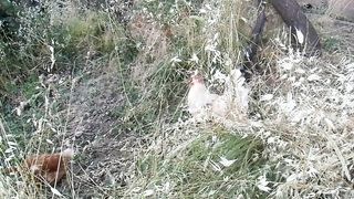 Rooster and Hens