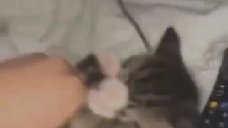 really funny Cat Compilation