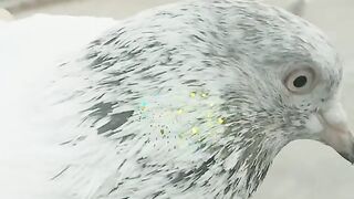 Beautiful pigeon