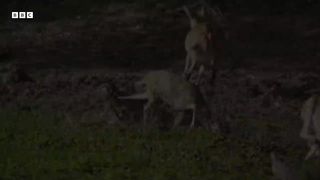Crocodile Attack at the Watering Hole | Planet Earth III | BBC Earth