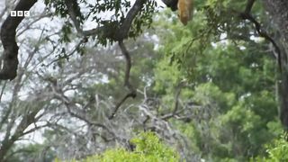 Leopard Risks Death For Dinner | Planet Earth III | BBC Earth