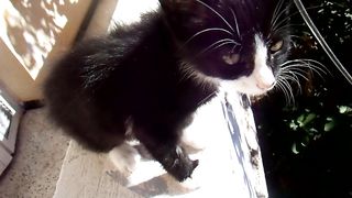 Little Cute Cat